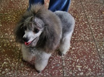 [field_gallery-nid]_[filefield-onlyname-original].[filefield-extension-original]