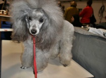 [field_gallery-nid]_[filefield-onlyname-original].[filefield-extension-original]