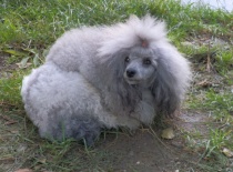 [field_gallery-nid]_[filefield-onlyname-original].[filefield-extension-original]