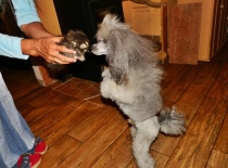 [field_gallery-nid]_[filefield-onlyname-original].[filefield-extension-original]