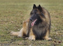 [field_gallery-nid]_[filefield-onlyname-original].[filefield-extension-original]