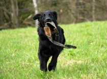 [field_gallery-nid]_[filefield-onlyname-original].[filefield-extension-original]