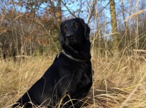 [field_gallery-nid]_[filefield-onlyname-original].[filefield-extension-original]