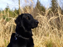 [field_gallery-nid]_[filefield-onlyname-original].[filefield-extension-original]