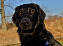 [field_gallery-nid]_[filefield-onlyname-original].[filefield-extension-original]