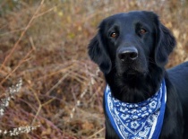 [field_gallery-nid]_[filefield-onlyname-original].[filefield-extension-original]