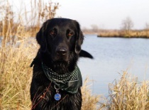 [field_gallery-nid]_[filefield-onlyname-original].[filefield-extension-original]