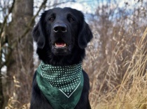 [field_gallery-nid]_[filefield-onlyname-original].[filefield-extension-original]