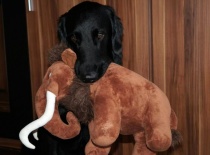 [field_gallery-nid]_[filefield-onlyname-original].[filefield-extension-original]