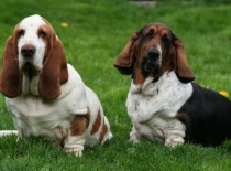 [field_gallery-nid]_[filefield-onlyname-original].[filefield-extension-original]