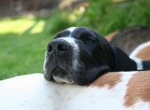 [field_gallery-nid]_[filefield-onlyname-original].[filefield-extension-original]