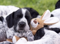 [field_gallery-nid]_[filefield-onlyname-original].[filefield-extension-original]