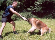 [field_gallery-nid]_[filefield-onlyname-original].[filefield-extension-original]