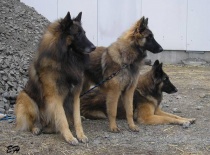 [field_gallery-nid]_[filefield-onlyname-original].[filefield-extension-original]