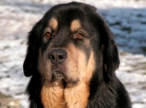 [field_gallery-nid]_[filefield-onlyname-original].[filefield-extension-original]