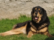 [field_gallery-nid]_[filefield-onlyname-original].[filefield-extension-original]