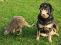 [field_gallery-nid]_[filefield-onlyname-original].[filefield-extension-original]