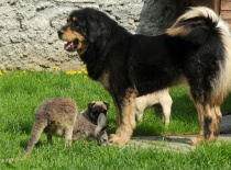 [field_gallery-nid]_[filefield-onlyname-original].[filefield-extension-original]