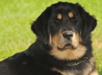 [field_gallery-nid]_[filefield-onlyname-original].[filefield-extension-original]