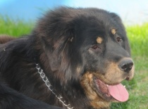 [field_gallery-nid]_[filefield-onlyname-original].[filefield-extension-original]