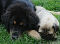 [field_gallery-nid]_[filefield-onlyname-original].[filefield-extension-original]