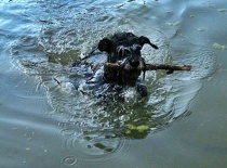 [field_gallery-nid]_[filefield-onlyname-original].[filefield-extension-original]