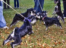 [field_gallery-nid]_[filefield-onlyname-original].[filefield-extension-original]