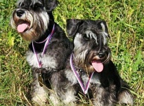 [field_gallery-nid]_[filefield-onlyname-original].[filefield-extension-original]