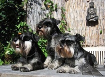 [field_gallery-nid]_[filefield-onlyname-original].[filefield-extension-original]