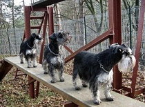 [field_gallery-nid]_[filefield-onlyname-original].[filefield-extension-original]