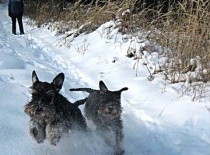 [field_gallery-nid]_[filefield-onlyname-original].[filefield-extension-original]