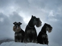 [field_gallery-nid]_[filefield-onlyname-original].[filefield-extension-original]