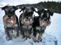 [field_gallery-nid]_[filefield-onlyname-original].[filefield-extension-original]