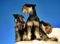 [field_gallery-nid]_[filefield-onlyname-original].[filefield-extension-original]