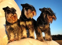 [field_gallery-nid]_[filefield-onlyname-original].[filefield-extension-original]