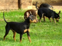 [field_gallery-nid]_[filefield-onlyname-original].[filefield-extension-original]