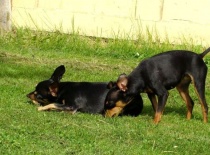 [field_gallery-nid]_[filefield-onlyname-original].[filefield-extension-original]