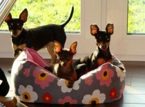 [field_gallery-nid]_[filefield-onlyname-original].[filefield-extension-original]