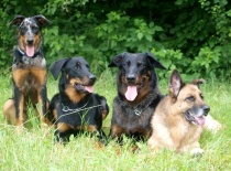 [field_gallery-nid]_[filefield-onlyname-original].[filefield-extension-original]