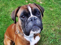 [field_gallery-nid]_[filefield-onlyname-original].[filefield-extension-original]