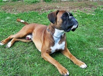 [field_gallery-nid]_[filefield-onlyname-original].[filefield-extension-original]