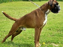 [field_gallery-nid]_[filefield-onlyname-original].[filefield-extension-original]