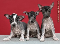 [field_gallery-nid]_[filefield-onlyname-original].[filefield-extension-original]