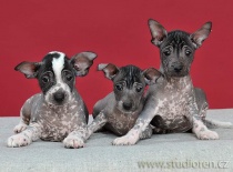 [field_gallery-nid]_[filefield-onlyname-original].[filefield-extension-original]