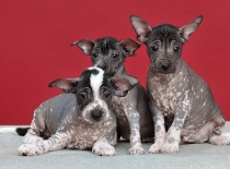 [field_gallery-nid]_[filefield-onlyname-original].[filefield-extension-original]