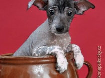 [field_gallery-nid]_[filefield-onlyname-original].[filefield-extension-original]