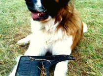 [field_gallery-nid]_[filefield-onlyname-original].[filefield-extension-original]