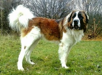 [field_gallery-nid]_[filefield-onlyname-original].[filefield-extension-original]