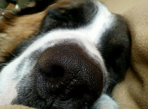 [field_gallery-nid]_[filefield-onlyname-original].[filefield-extension-original]