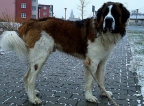 [field_gallery-nid]_[filefield-onlyname-original].[filefield-extension-original]